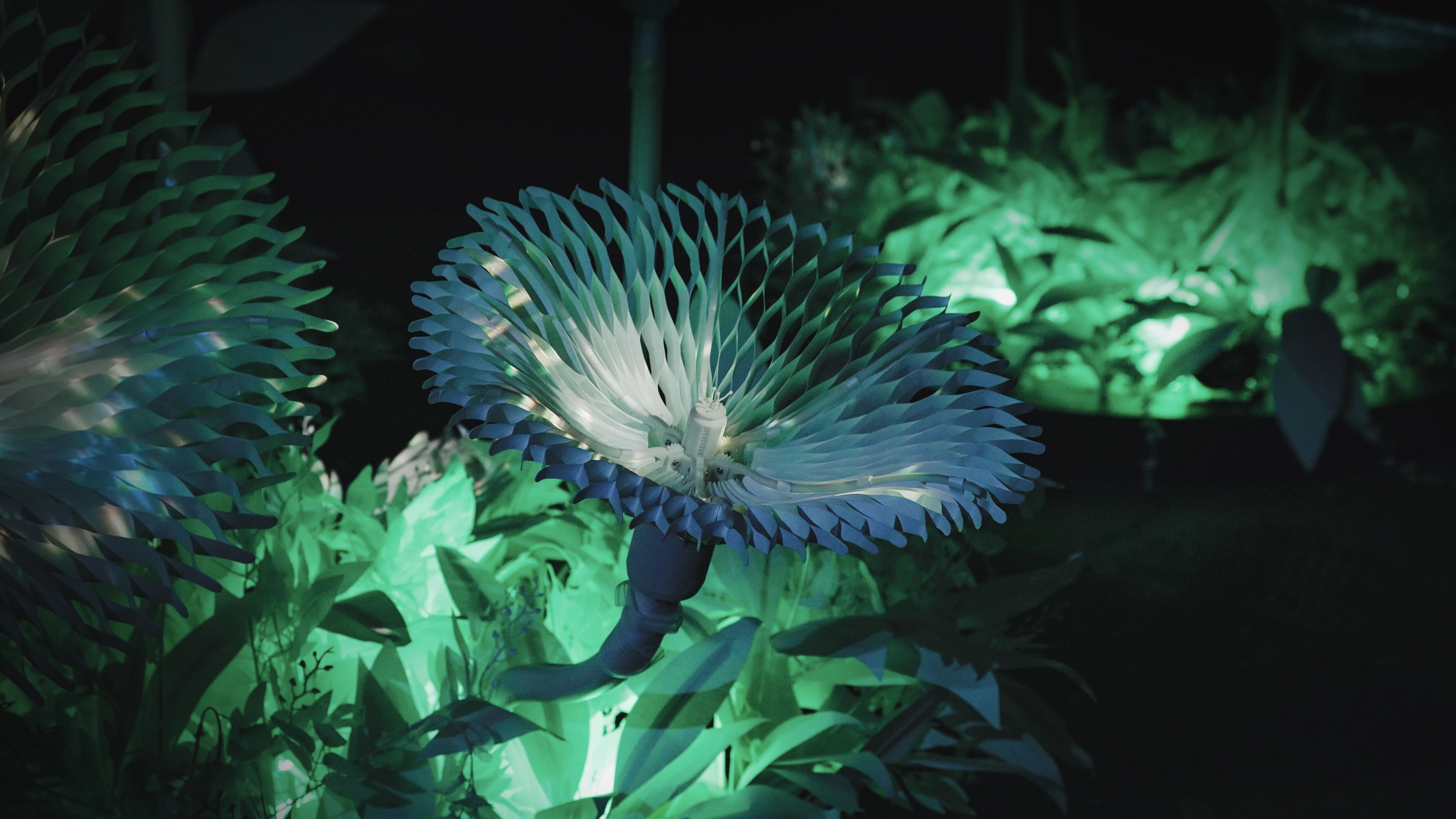 花影 II