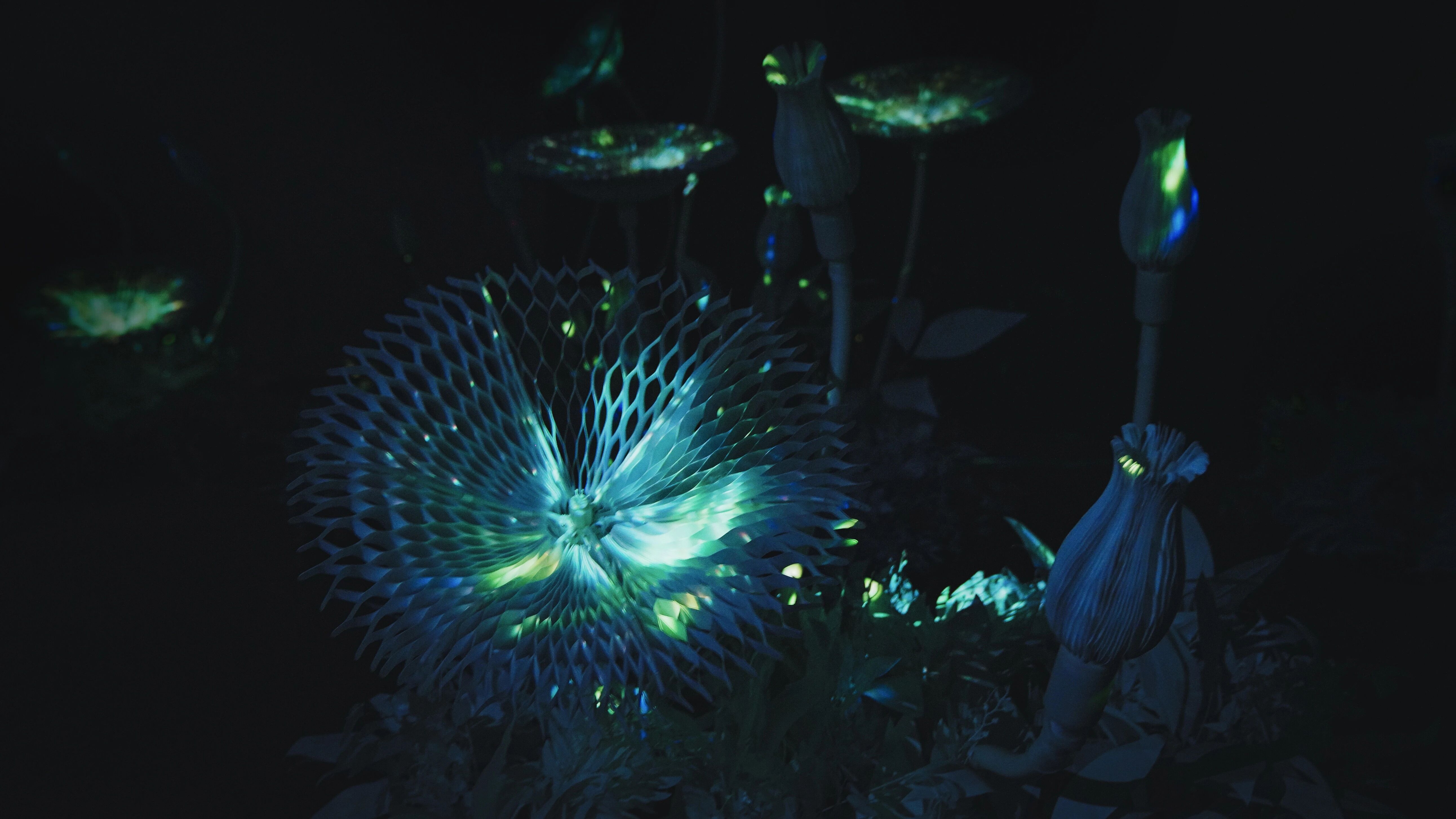 花影 II