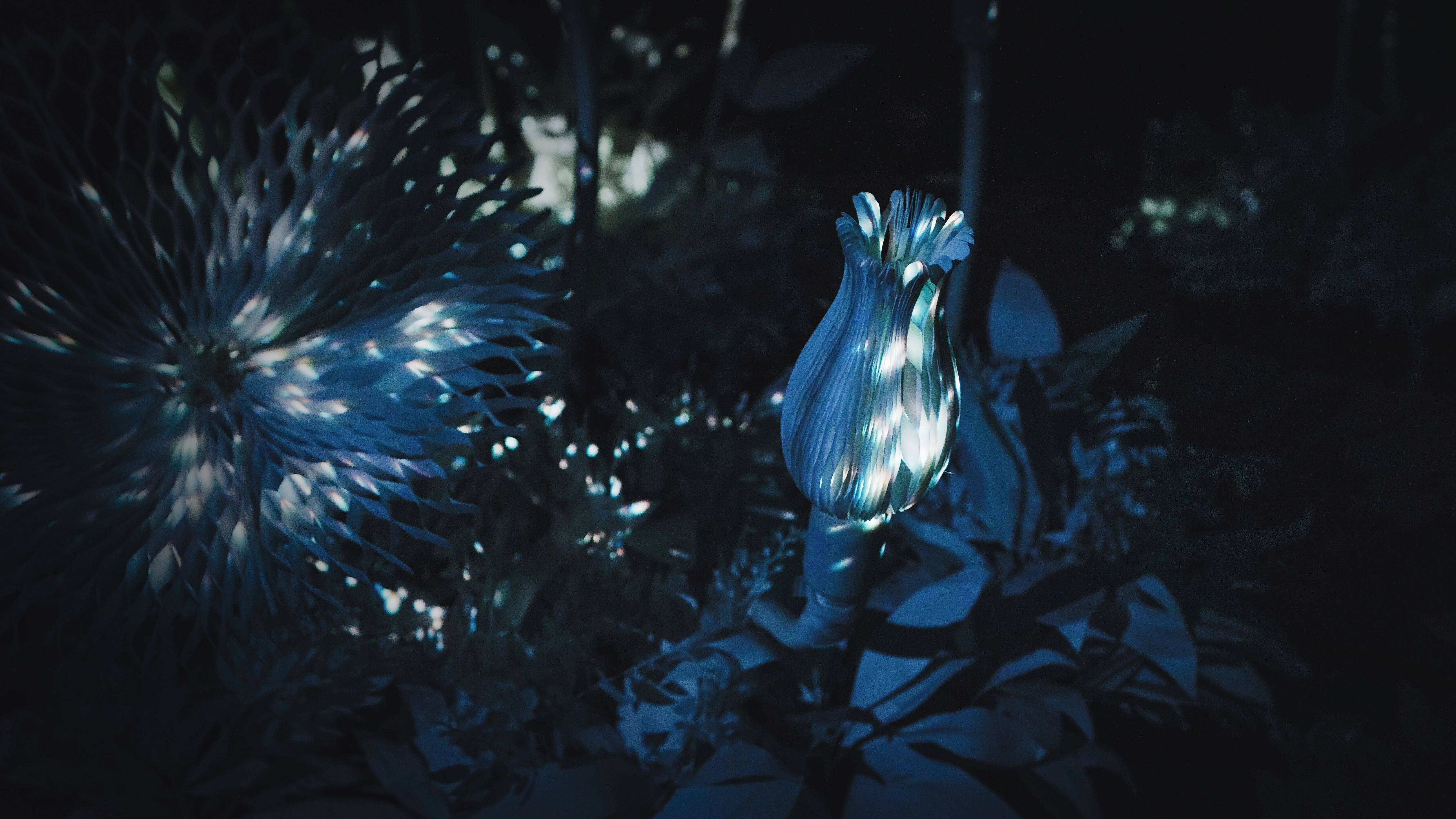 花影 II